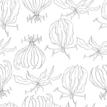 Vector   pattern with hand drawn gloriosa flower. Stock Illustration