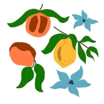 Vector pattern with lemons, peaches and flowers on a white background. For the Stock Illustration