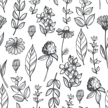 Vector pattern with  medicinal herbs. Stock Illustration