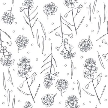 Vector  pattern with mustard plant Stock Illustration