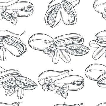 Vector   pattern with Purple Akebi. Stock Illustration