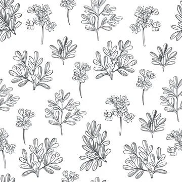 Vector pattern with spicy herbs. Illustrazione stock