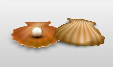 Vector pearl in shell イラスト素材