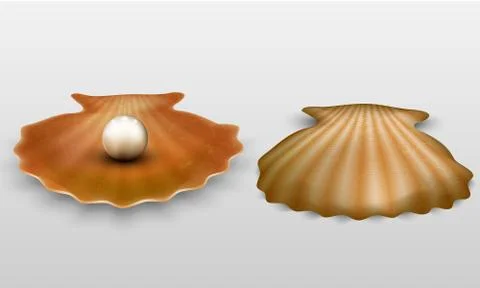 Vector pearl in shell Stock Illustration