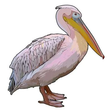 Vector pelican Stock Illustration
