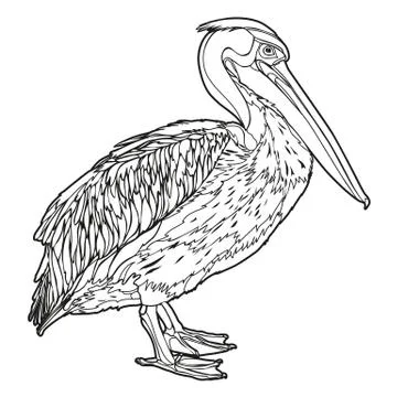 Vector pelican Illustrazione stock