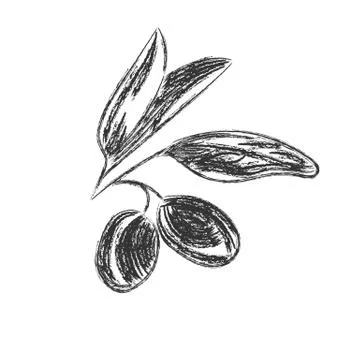 Vector pencil drawing of olive branch isolated on white background in Doodle Stock Illustration