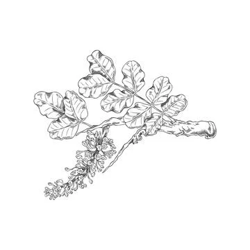 Vector pencil sketch of carob tree branch with leaves and flowers. Stock Illustration