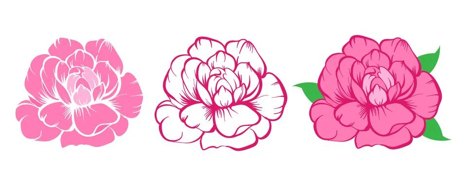 Vector Peony flower elements set isolated on white background. Peony, rose Stockillustratie