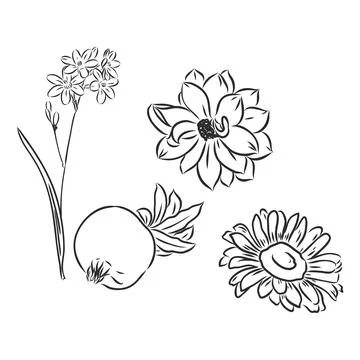 Vector peony flower isolated on white background. Element for design. Hand-dr Stock Illustration