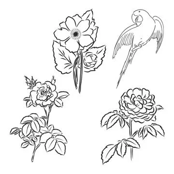 Vector peony flower isolated on white background. Element for design. Hand-dr Stock Illustration