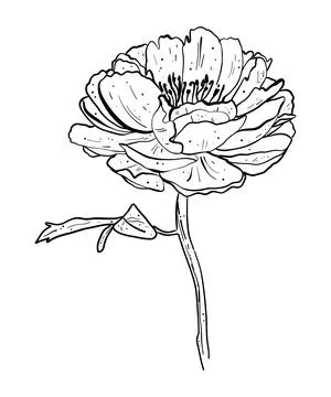 Vector peony flower isolated on white background. Stock Illustration