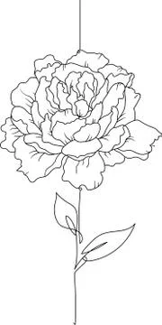 Vector peony flower simple line art. Stock Illustration