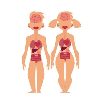 Vector people internal organs anatomy, structure Illustrazione stock