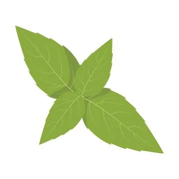 Vector peppermint illustration isolated in cartoon style. Herbs and Species.. Stock Illustration