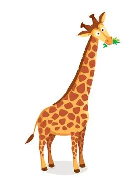 Vector picture of giraffe with long neck chewing leaves. Illustrazione stock