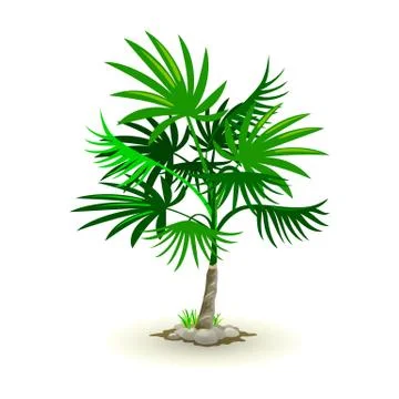Vector picture shows cabbage-palm and green grass grey rocks Illustrazione stock