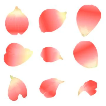 Vector pink petals. Pack of nine petals of different shapes. Illustrazione stock