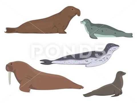Vector pinniped animals Ilustração Stock