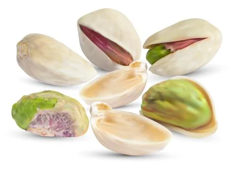 Vector pistachio nuts with realistic dry shell. Pistachios kernel isolated on Illustrazione stock
