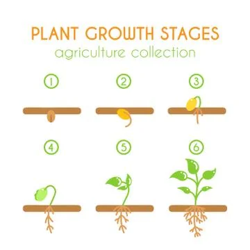Vector plant growth stages Illustrazione stock