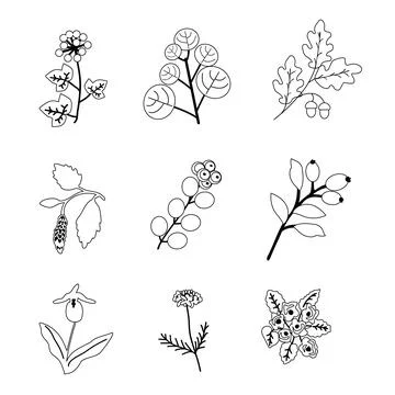 Vector plants set Stock Illustration