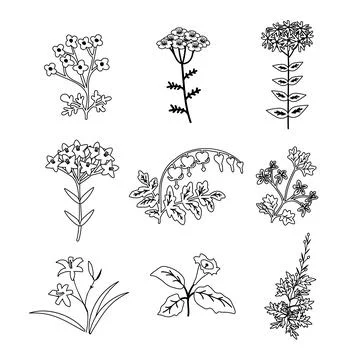 Vector plants set Stock Illustration