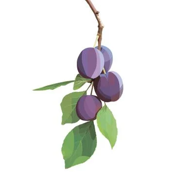 Vector plum branch Stock Illustration