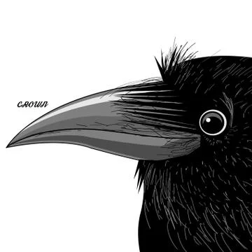 Vector portrait of a black raven Stock Illustration