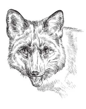Vector portrait of fox Stock Illustration