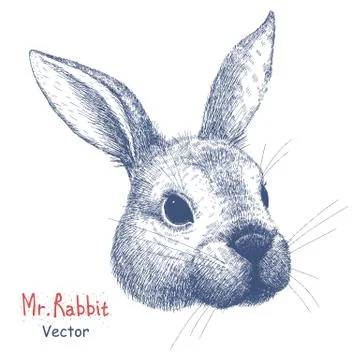 Vector portrait of a rabbit Stock Illustration