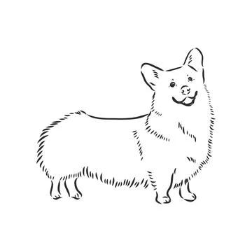 Vector portrait of welsh corgi pembroke. Hand drawn domestic dog illustration Stock Illustration