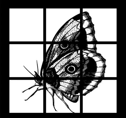 Vector poster butterfly flat design. Detailed vector layout of insect butterf Illustrazione stock
