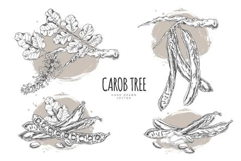 Vector poster with sketches of carob tree branches, seeds, leaves, pods, powder Stock Illustration