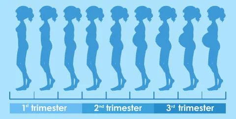 A Vector of Pregnancy Progress Illustrazione stock
