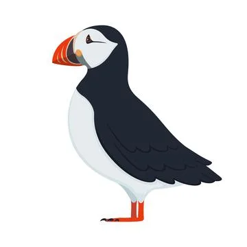 Vector puffin bird Stock Illustration
