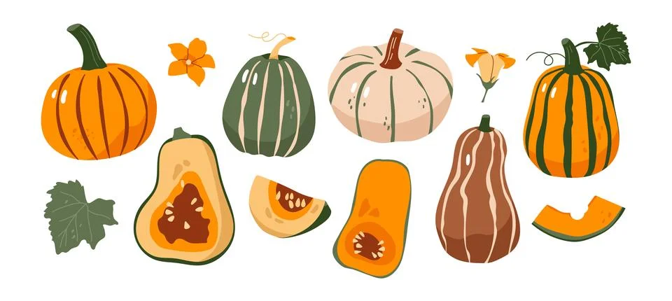 Vector pumpkin set with different shapes slices leaves and flowers autumn har 스톡 일러스트