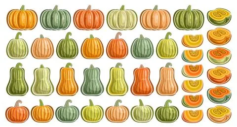 Vector Pumpkins and Kabocha Set Stock Illustration