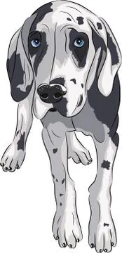 Vector. Puppy of the Great Dane. Stock Illustration