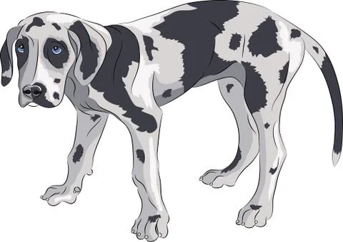 Vector. Puppy of the Great Dane. Stock Illustration