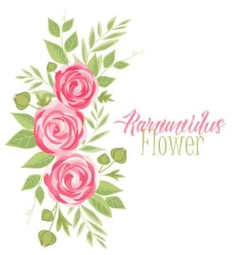 Vector ranunculus flower Stock Illustration