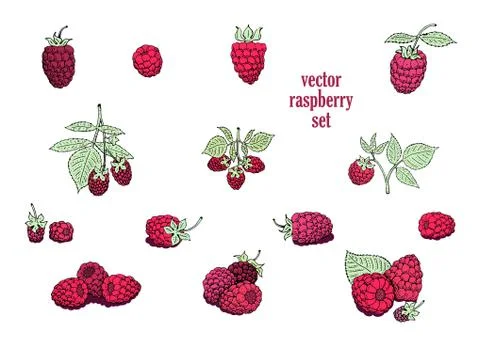Vector raspberry set. Can be use for background, design, invitation, banner.. Stock Illustration