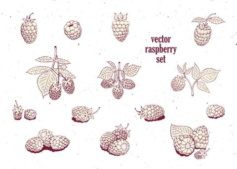 Vector raspberry set. Can be use for background, design, invitation, banner.. Stock Illustration