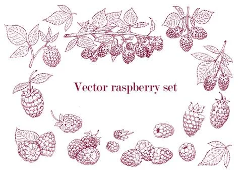 Vector raspberry set. Can be use for background, design, invitation, banner.. Illustrazione stock