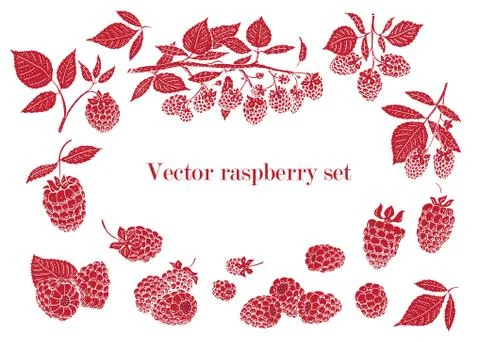 Vector raspberry set. Can be use for background, design, invitation, banner.. Stock Illustration