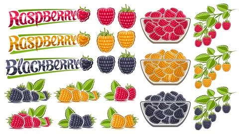 Vector Raspberry Set Stock Illustration