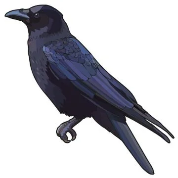 Vector raven Stock Illustration