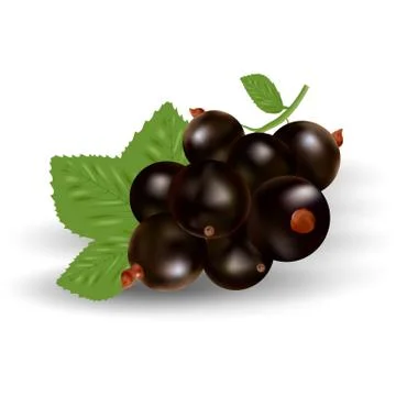 Vector Realistic Black Currant With Leaves Isolated On A White Background. Stock Illustration