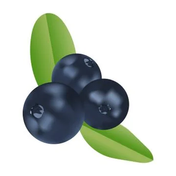 Vector realistic cranberries Stock Illustration