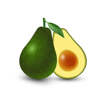 Vector realistic fresh fruit avocado isolated on white background. Whole and  Stock Illustration
